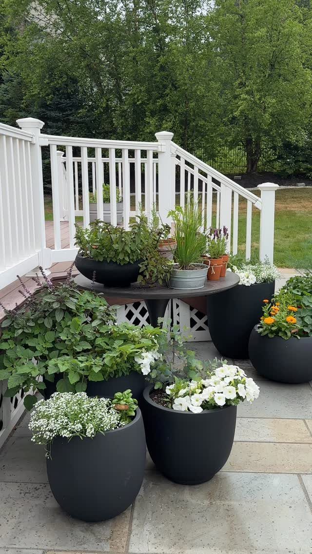 Large dark grey planters filled with green herbs and white flowers on a stone patio.