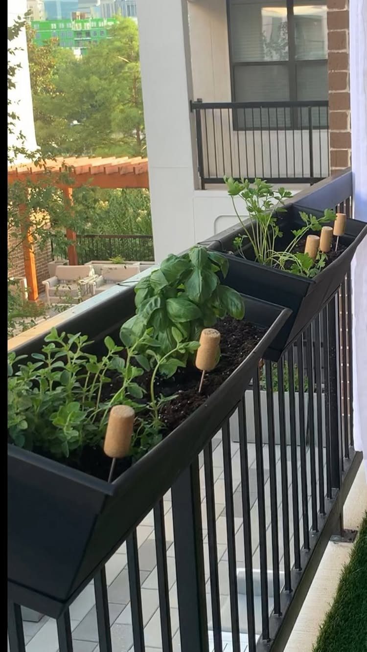 Black railing planters containing green herbs growing on an apartment balcony railing.