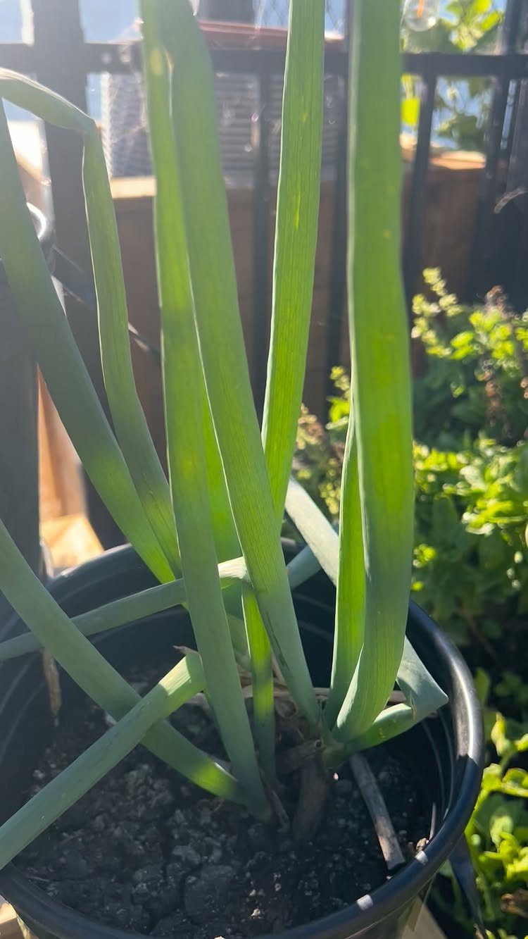 Green long-leafed herbs growing in a black plastic pot on a sunny balcony.