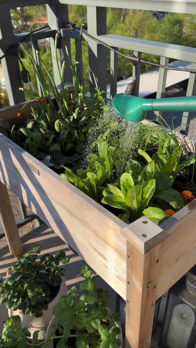 Green herbs in a wooden raised planter being watered on a sunny balcony.