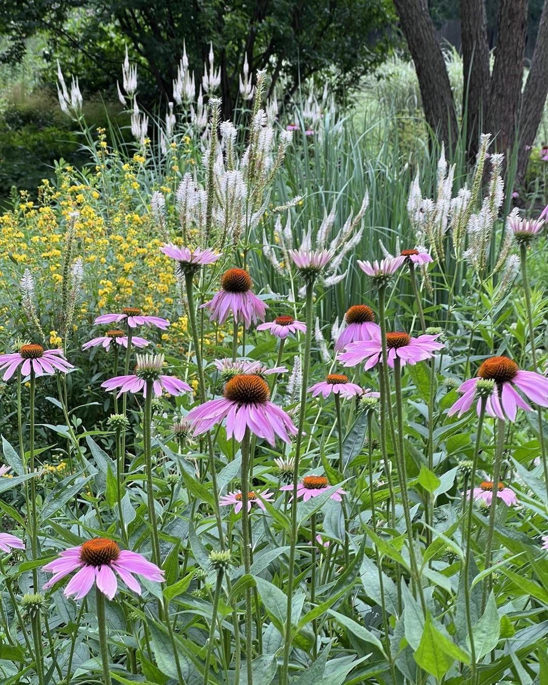 20 Backyard Gardening Inspiration Ideas for Every Outdoor Space 19 Pink coneflowers and white flowering spikes growing in a lush, diverse garden setting.