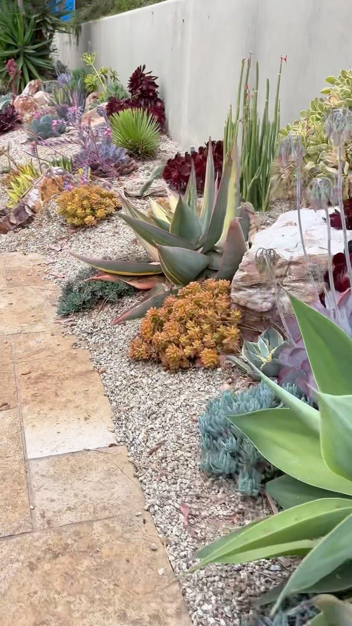 21 Backyard Landscape Design Ideas for Outdoor Living 5 Succulent plants and agaves growing in a gravel-filled drought-tolerant garden bed.