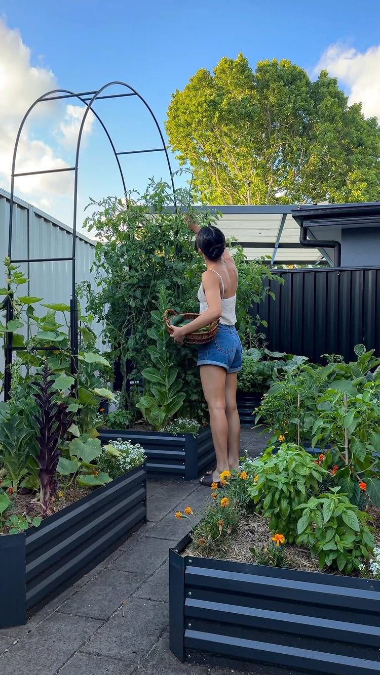 21 Backyard Landscape Design Ideas for Outdoor Living 4 A woman tending to lush green plants in dark grey raised garden beds outdoors.