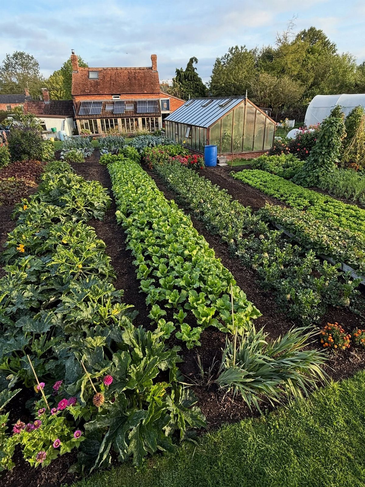 9 Backyard Vegetable Gardens for Any Space 4 Rows of green leafy vegetables growing in long garden beds in a backyard setting.