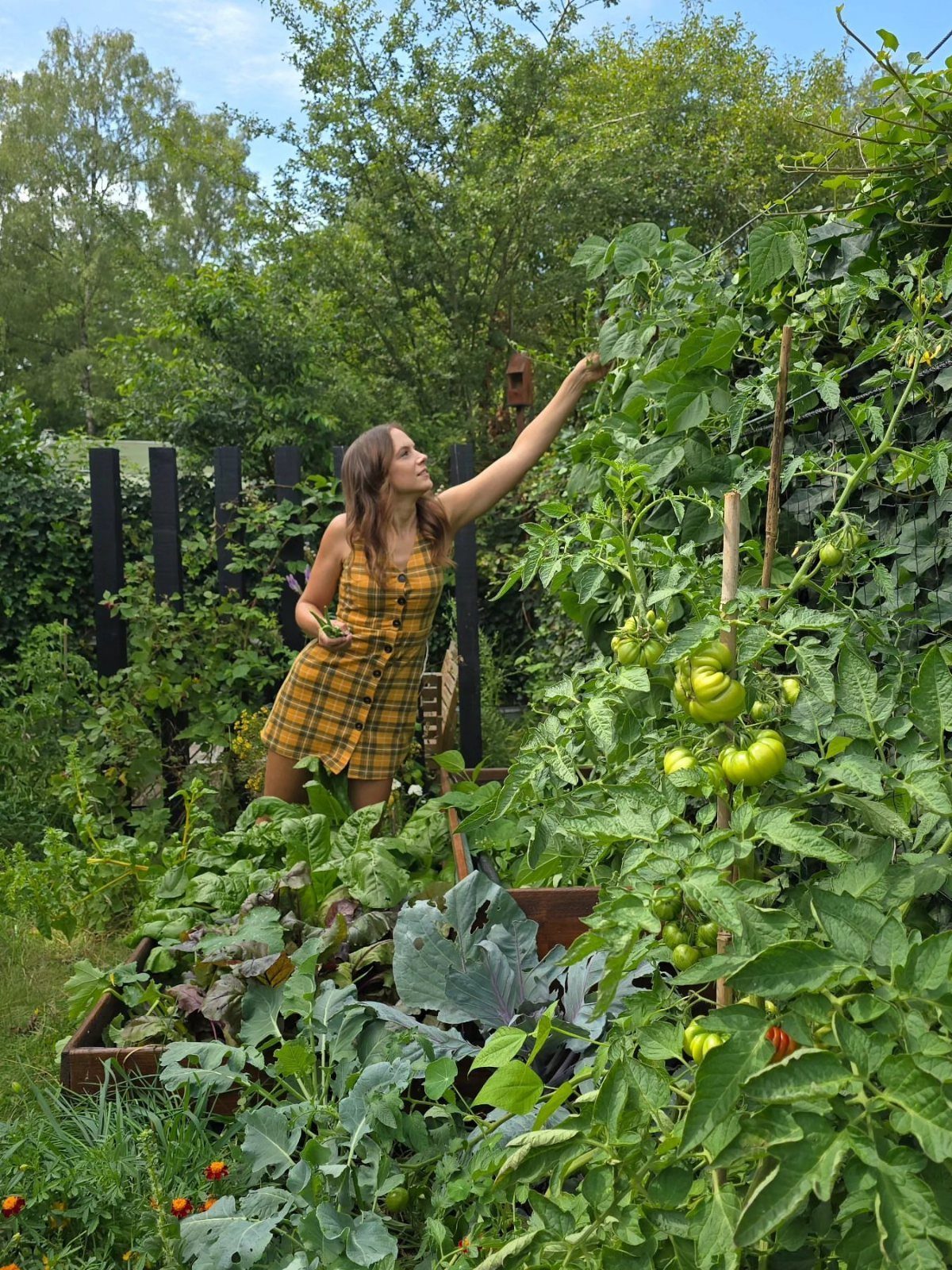 9 Backyard Vegetable Gardens for Any Space 5 A woman reaching toward green tomatoes growing on a tall, leafy plant in a lush garden.