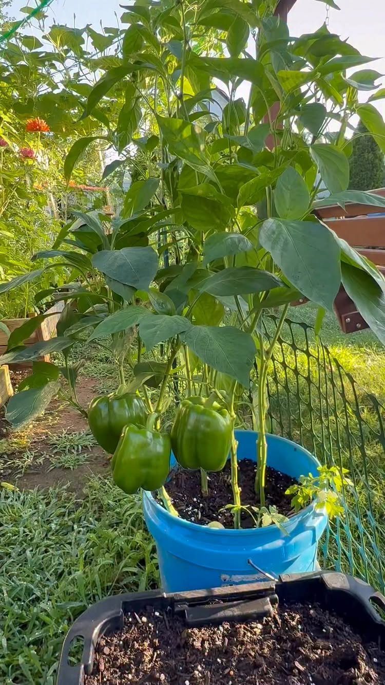 9 Backyard Vegetable Gardens for Any Space 2 A green bell pepper plant growing with large peppers in a blue plastic pot outdoors.