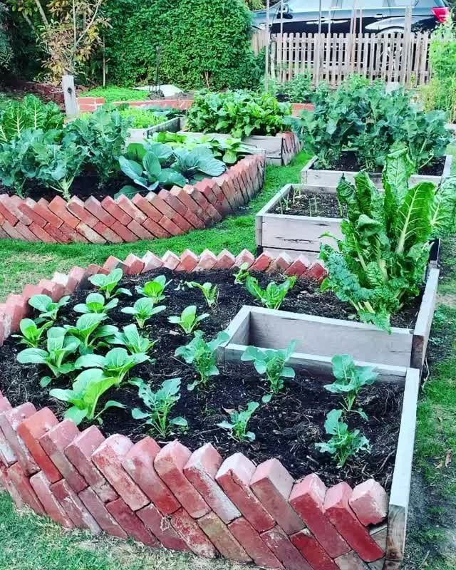 Raised garden beds with red brick edges containing various green leafy vegetables in a backyard garden.