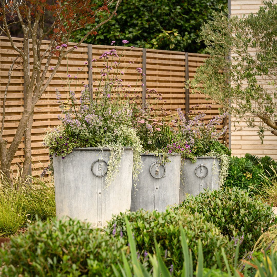 Three large galvanized metal planters filled with purple and white flowers in a garden.
