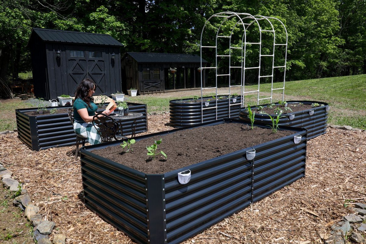 Black corrugated metal raised garden beds filled with soil and small plants in a backyard setting.