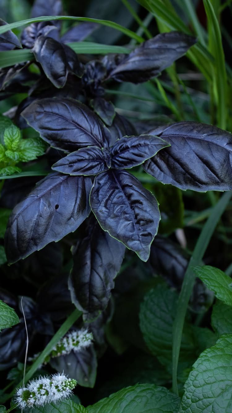 Dark purple basil leaves growing densely among green garden plants and blades of grass.