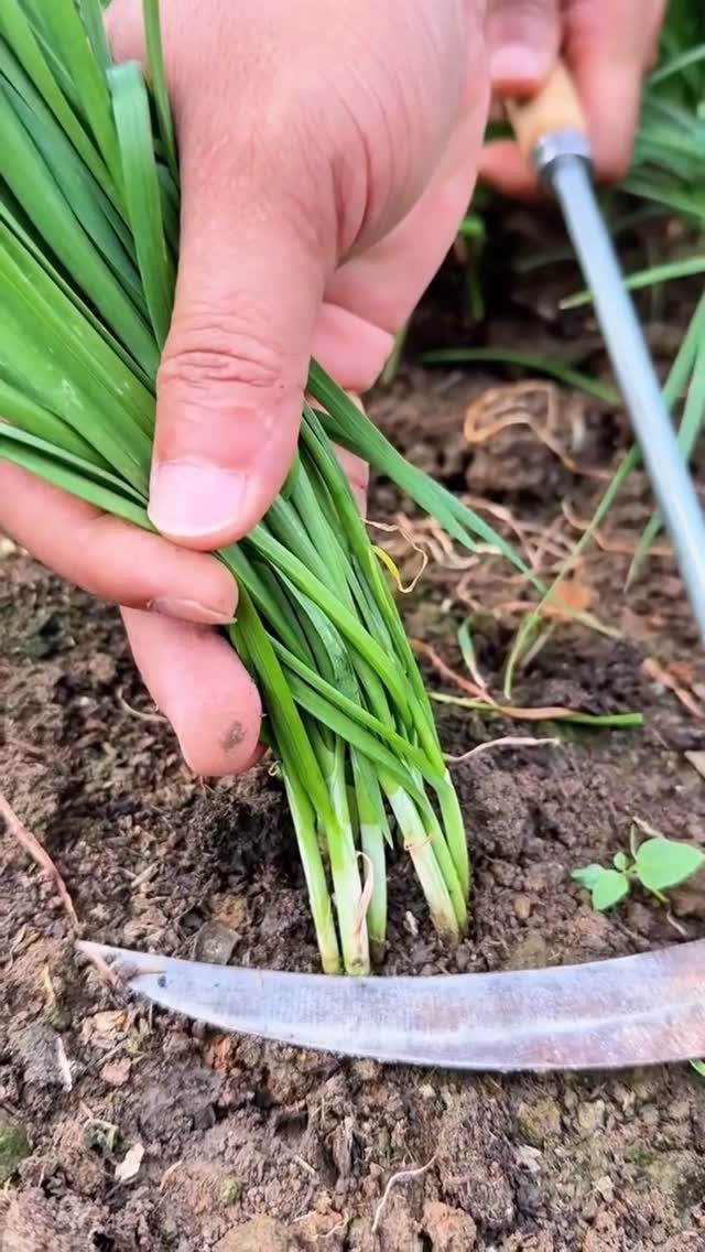 Hands harvesting a bunch of long green chives from the soil using a garden tool.