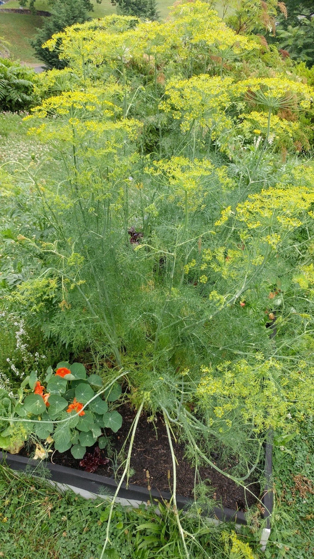 Tall green dill plants with yellow flowers growing in an outdoor garden bed.