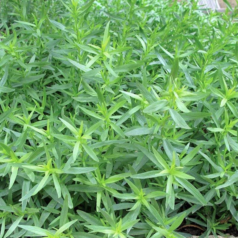 Green French tarragon plants with slender, pointed leaves growing densely in a garden.