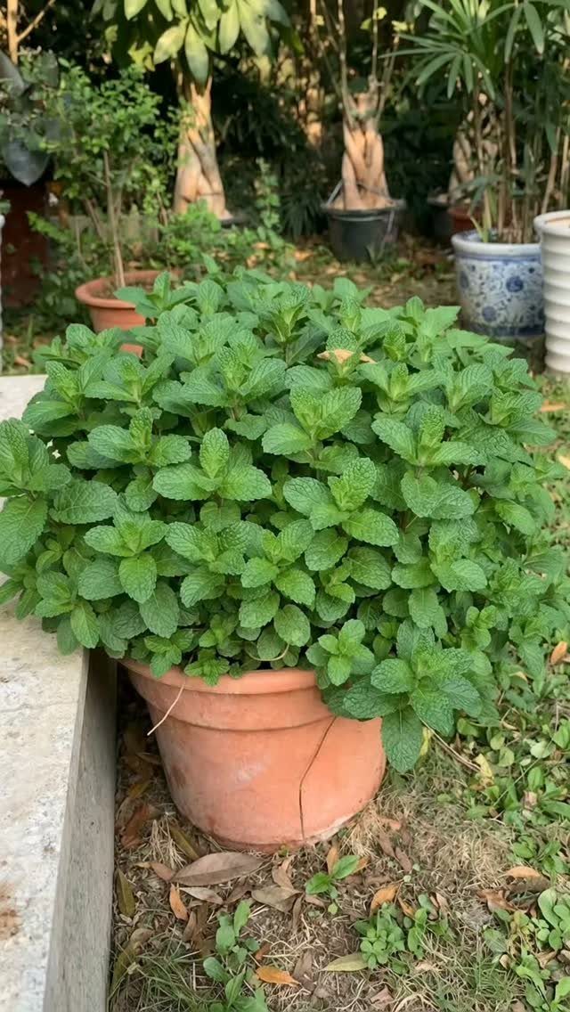 A dense, vibrant green mint plant growing in a terracotta pot in a garden.