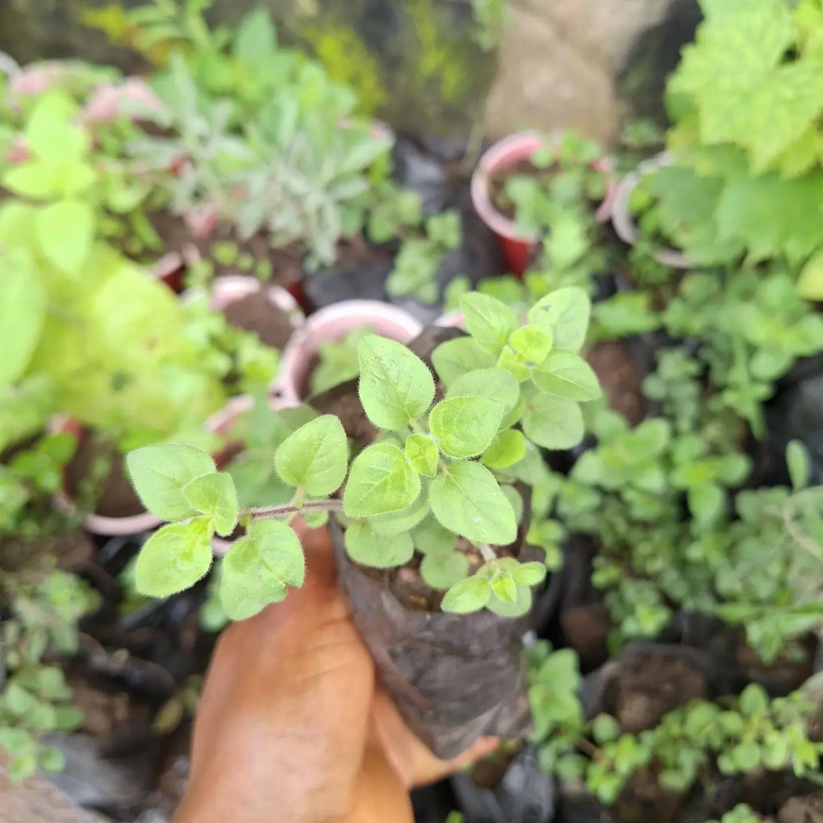 A hand holding a small potted oregano plant among other green herbs in a garden.
