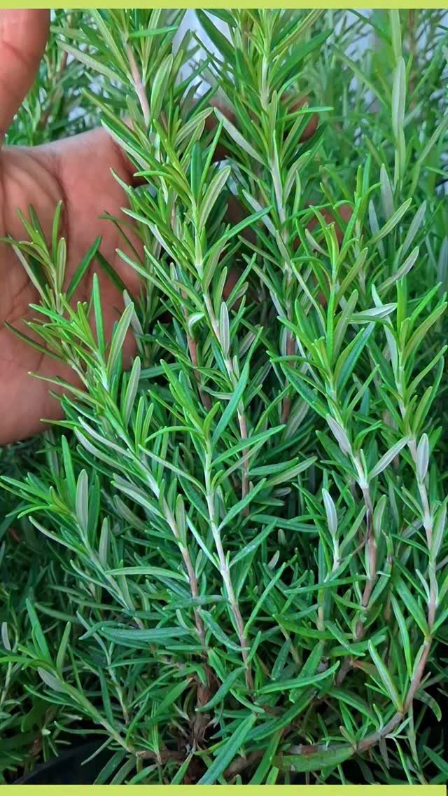 Green rosemary plant with needle-like leaves being touched by a person's hand.