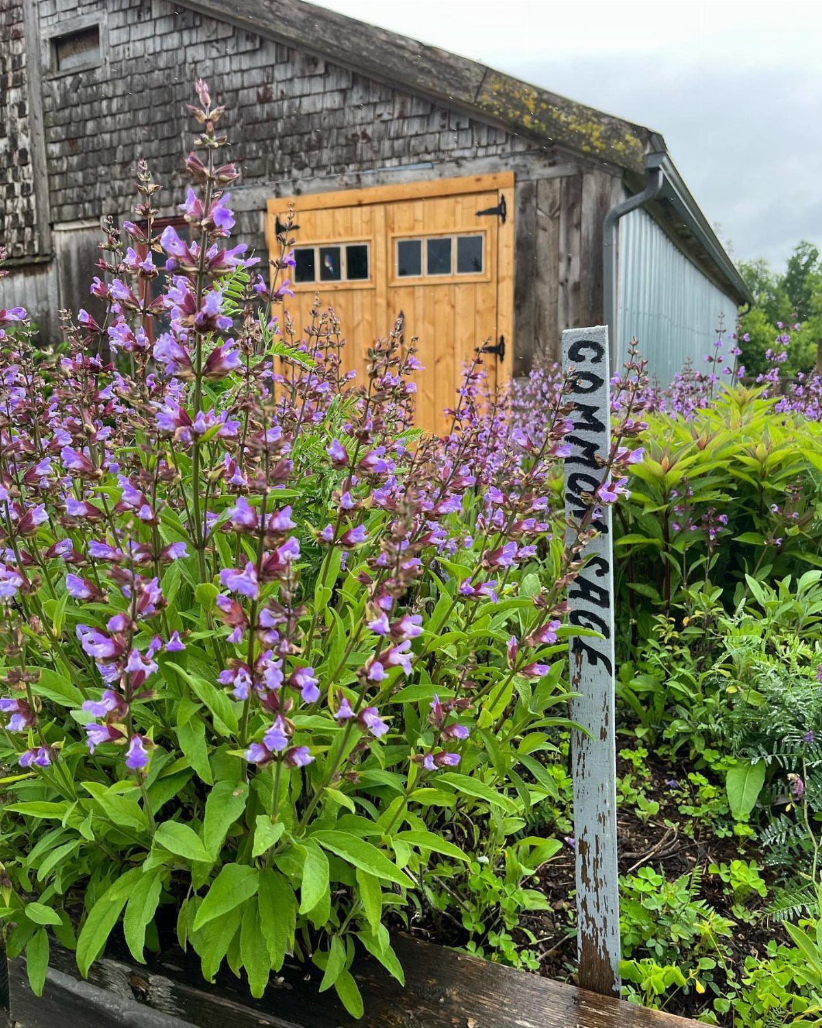 Purple flowering common sage plants growing in a garden bed next to a rustic wooden barn.
