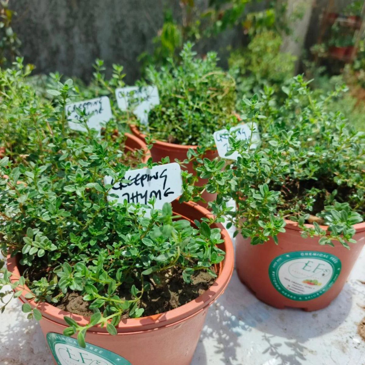 Small potted creeping thyme plants with white identification labels in bright sunlight.
