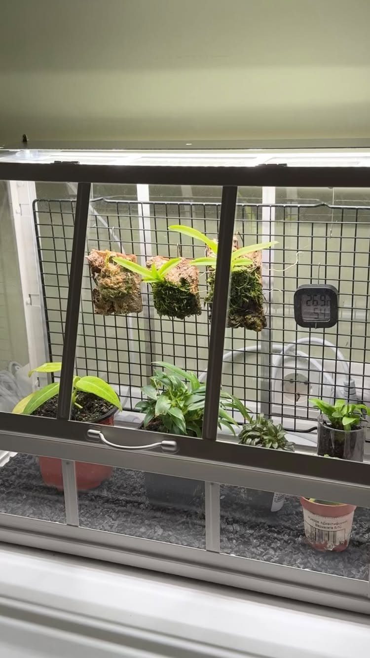 Small indoor mini greenhouse containing various green plants and hanging moss planters on a wire mesh.
