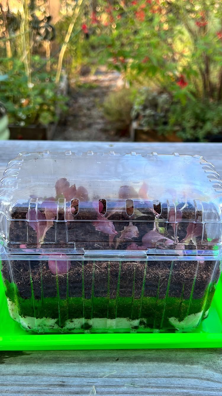 Small seedlings growing in layered soil inside a clear plastic container on a green tray.