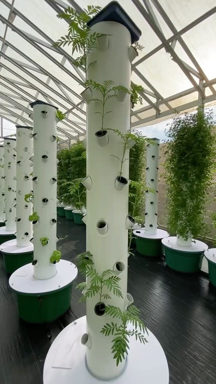 White vertical hydroponic towers with green plants growing inside a bright greenhouse structure.