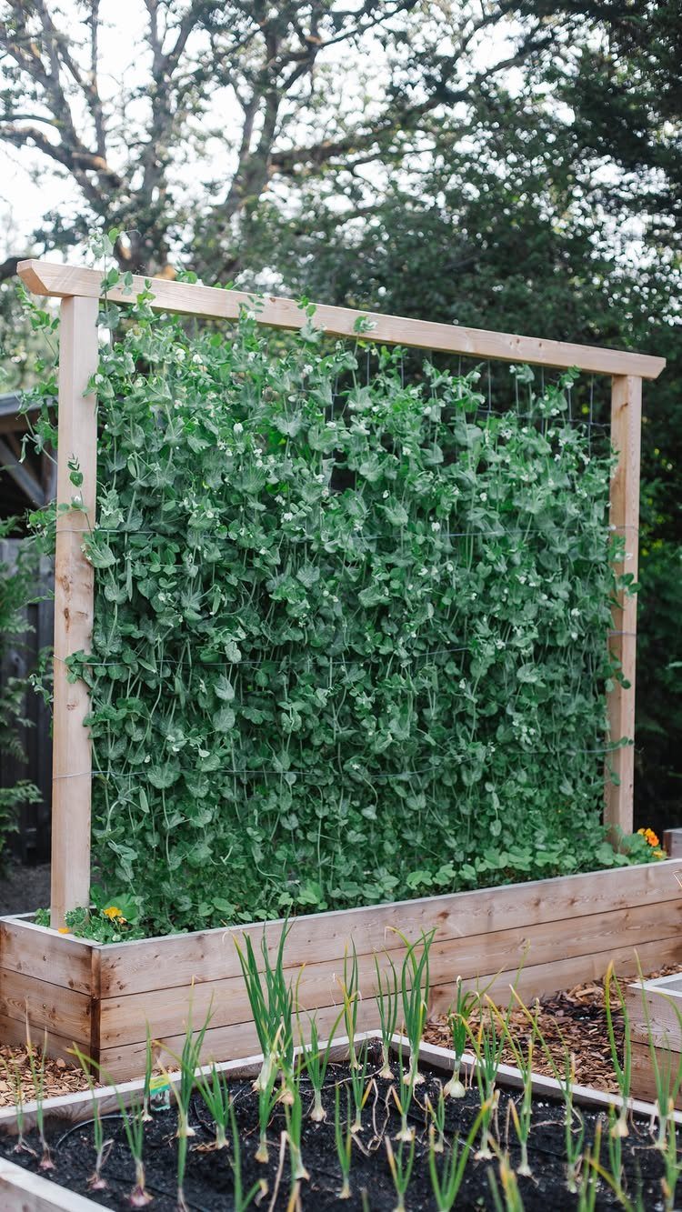 12 Dream Backyard Garden Ideas with Outdoor Kitchens to Natural Pools 6 Green climbing plants growing on a wooden trellis structure in a backyard garden.