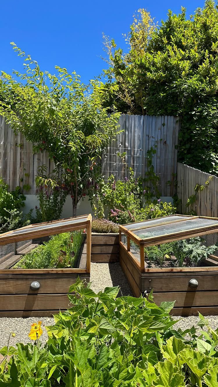 7 Garden Bed Fence Ideas to Protect Your Plants 3 Two wooden raised garden beds with transparent hinged covers protecting green plants in a sunny garden.