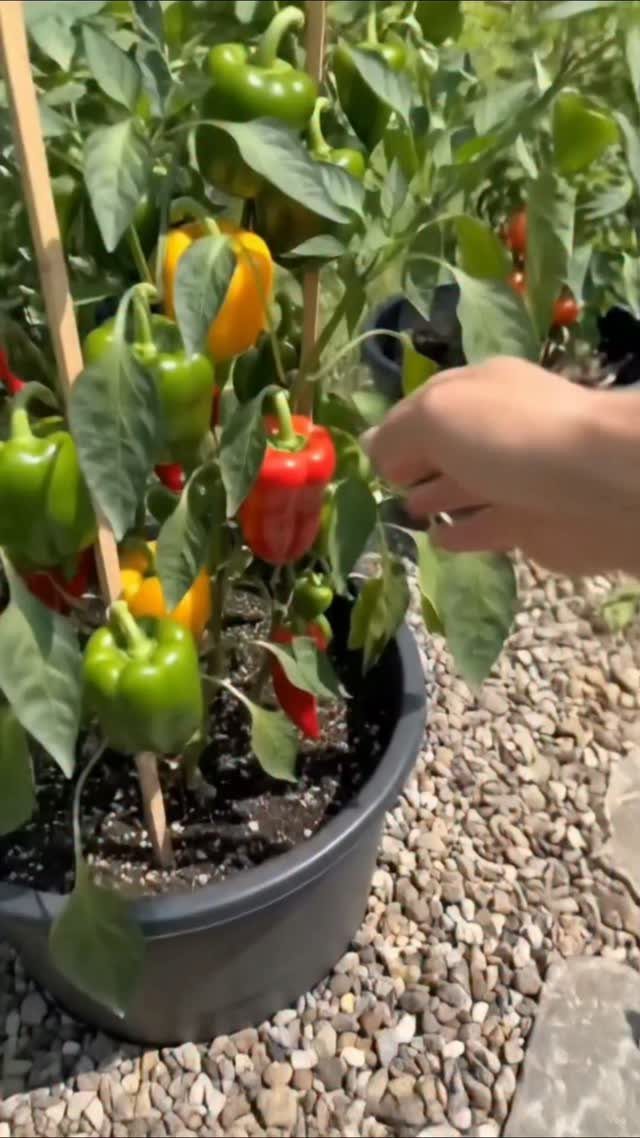 10 Garden Ideas for Vegetables: Raised Beds to Hydroponic Towers 2 A pepper plant with colorful bell peppers growing in a large black container on gravel.