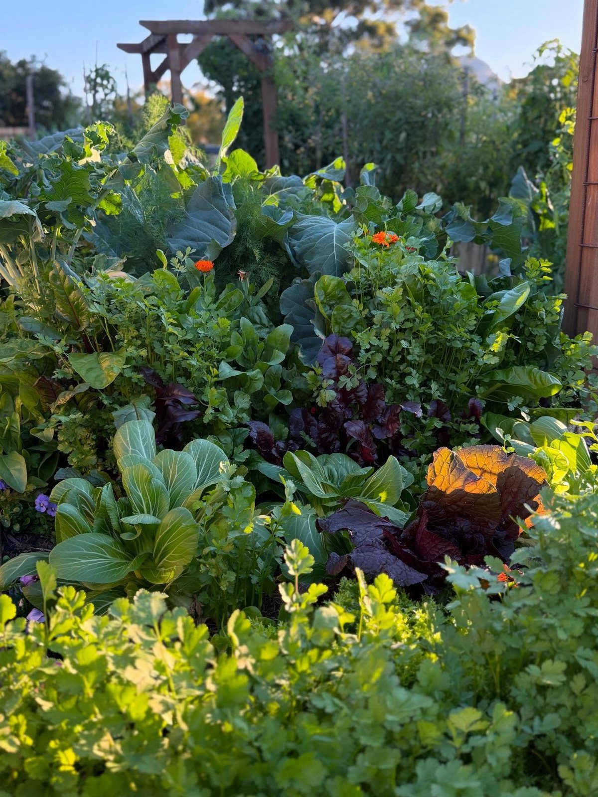 10 Garden Ideas for Vegetables: Raised Beds to Hydroponic Towers 3 Lush green and purple leafy vegetables growing densely together in a sunlit garden bed.