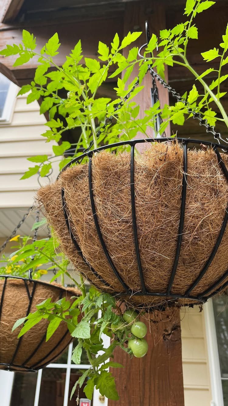 10 Garden Ideas for Vegetables: Raised Beds to Hydroponic Towers 4 A hanging coconut coir basket with a tomato plant growing green tomatoes from the bottom.