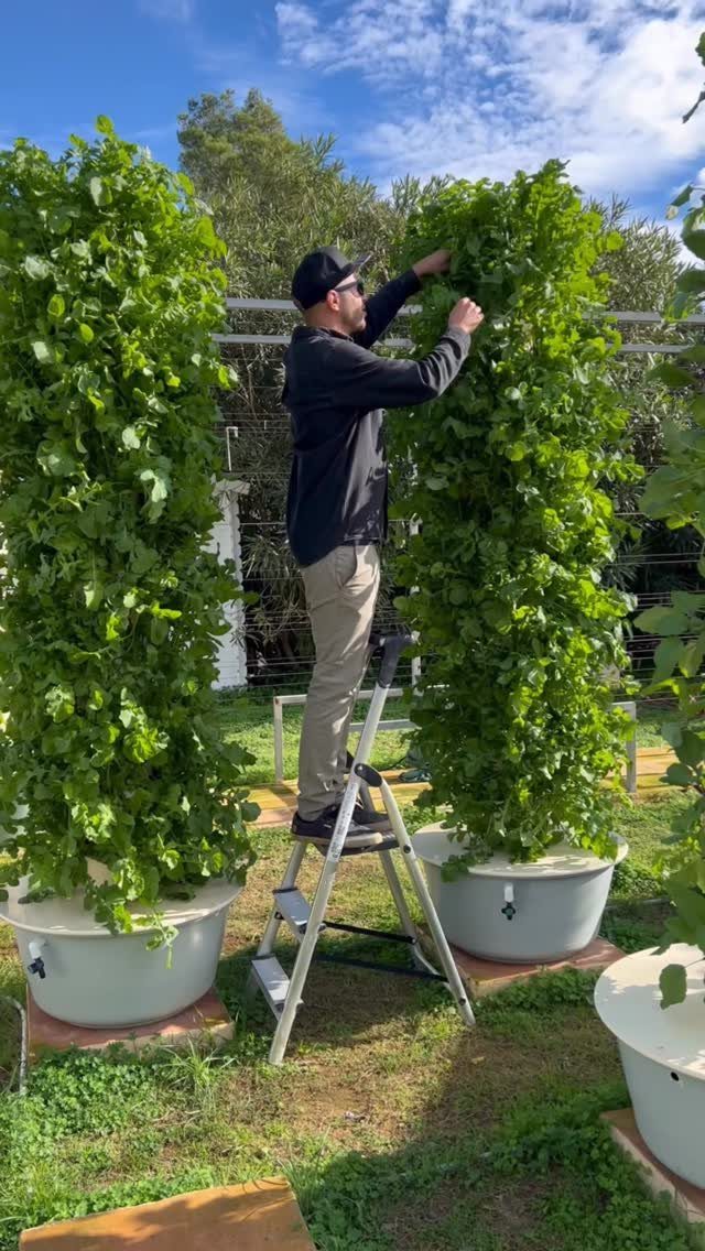 10 Garden Ideas for Vegetables: Raised Beds to Hydroponic Towers 5 A man on a ladder tending to tall green plants growing in large white hydroponic tubs.