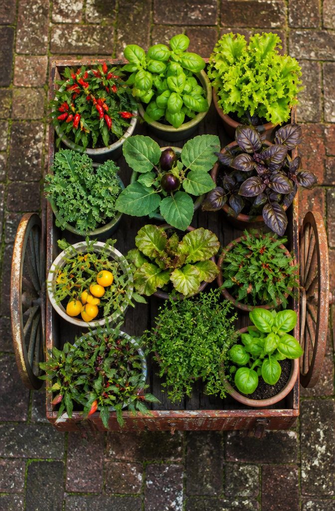 A collection of various vegetables growing in pots.