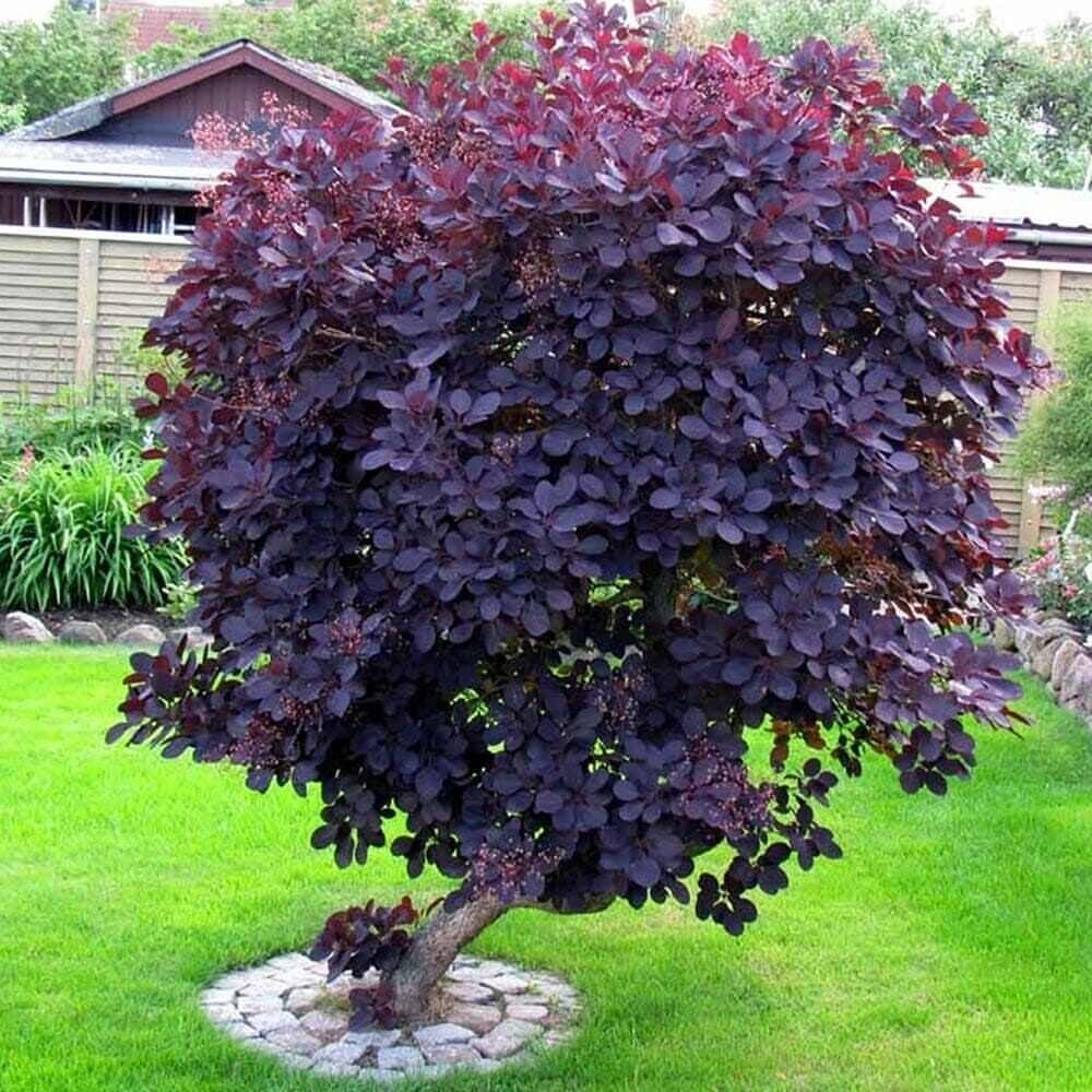 A large shrub with vibrant purple leaves growing in a green grass lawn.