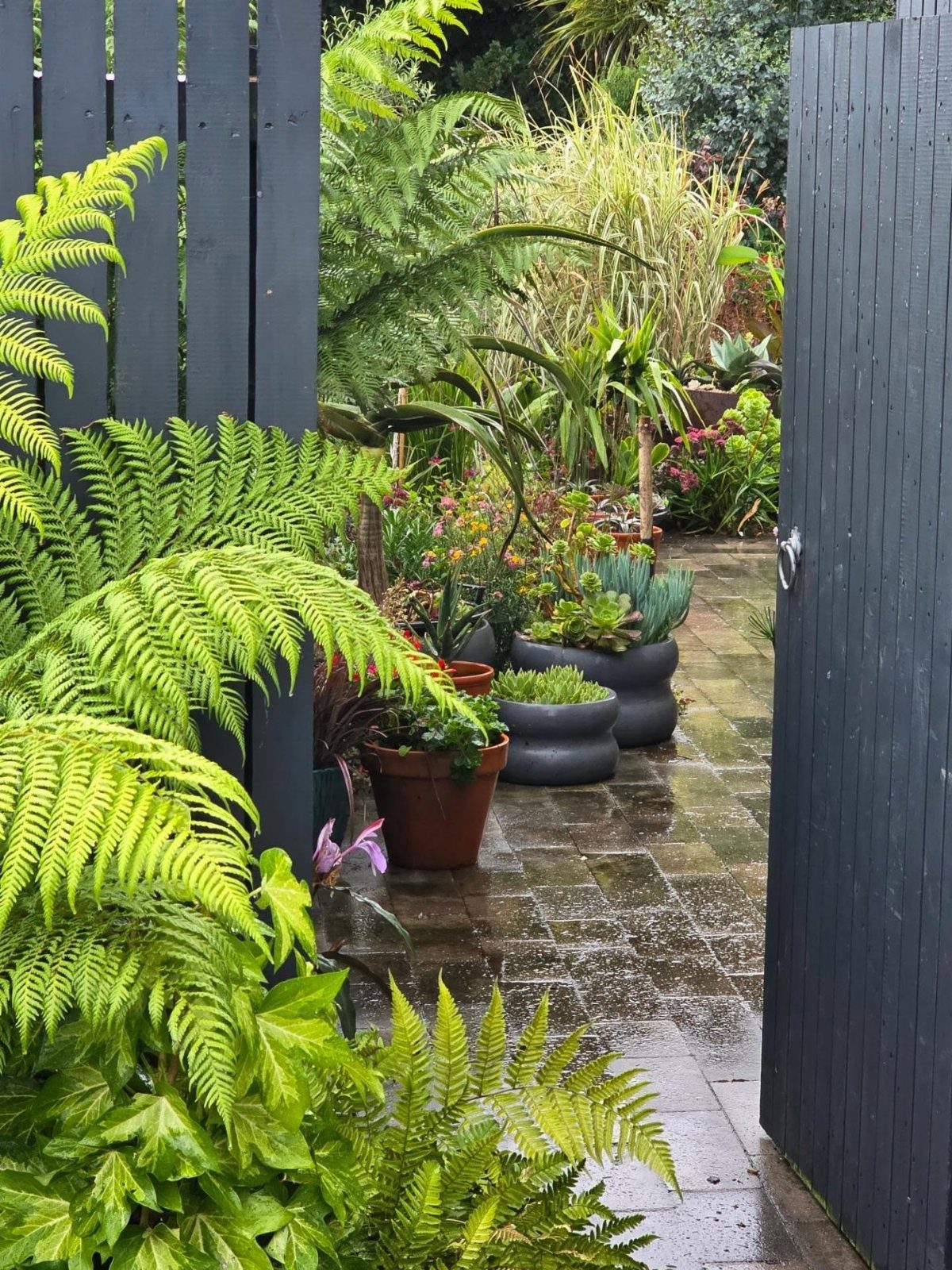 Lush green ferns and potted plants lining a stone path seen through an open dark wooden gate.