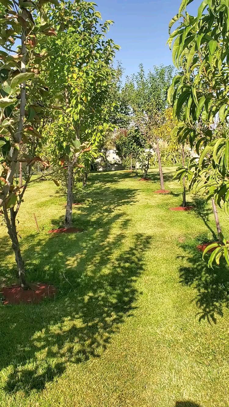 Young fruit trees planted in rows across a sunny green lawn with mulch at their bases.