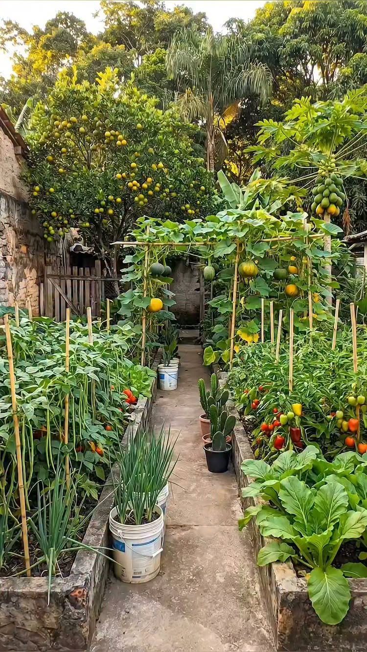 A lush vegetable garden with raised stone beds, climbing plants, and various green leafy vegetables.
