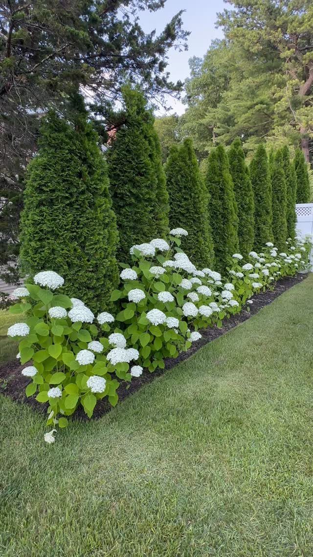 Tall conical evergreen shrubs planted in a row behind white hydrangea flowers and green grass.