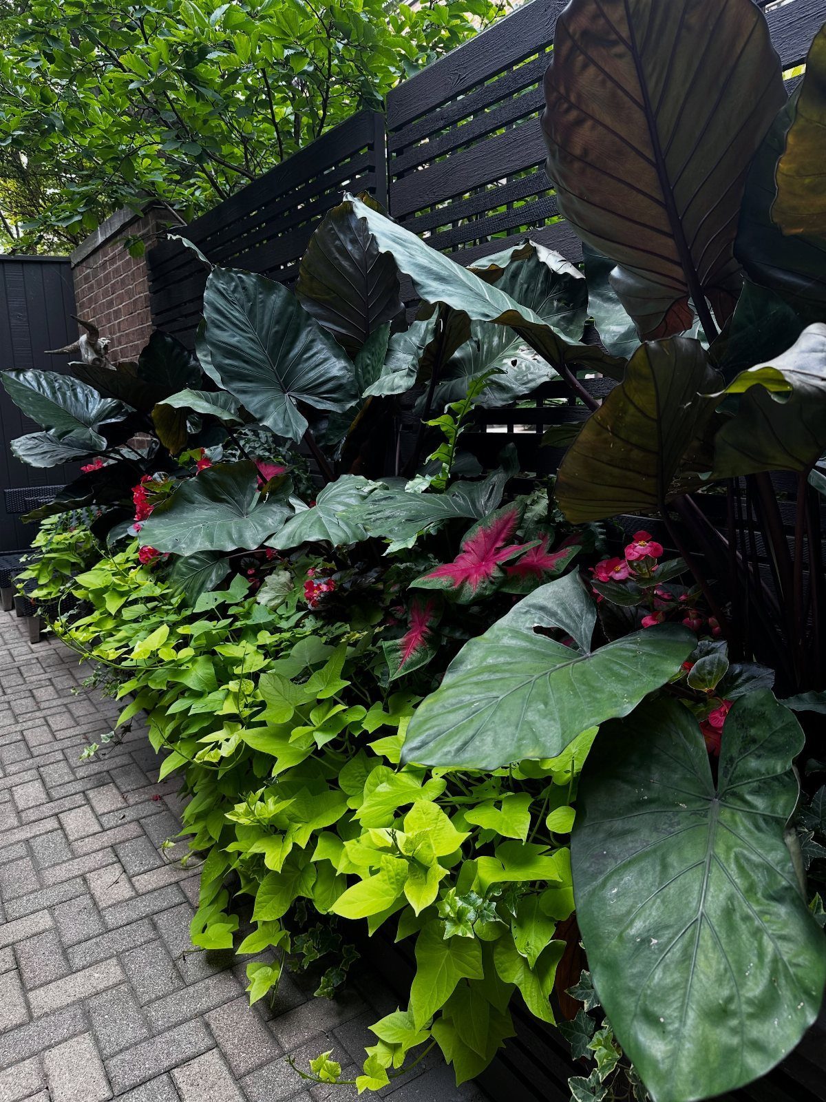 11 Large Potted Plants Outdoor Patios and Entryways Love 7 Large dark green elephant ear leaves and bright lime green foliage in a garden planter.
