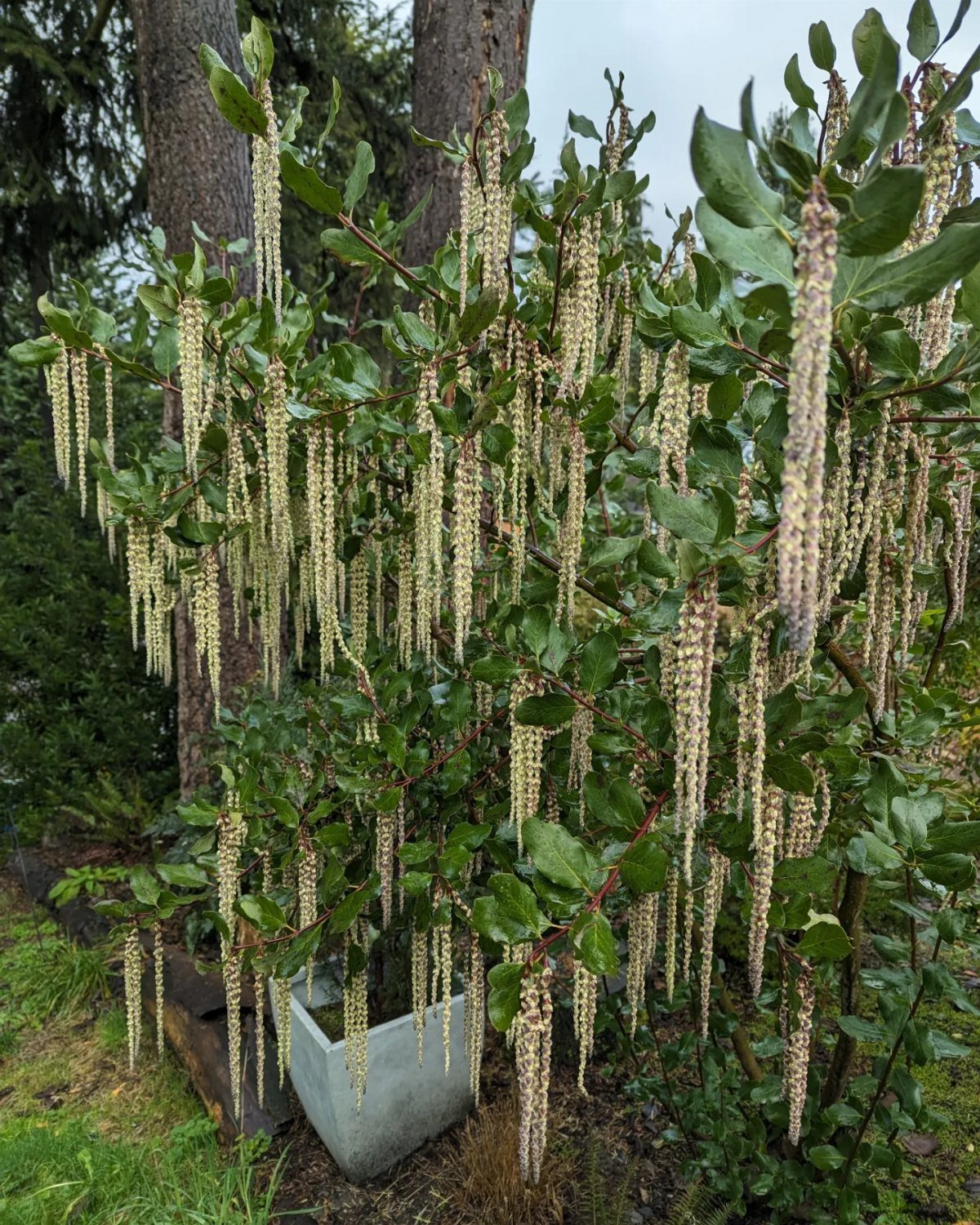 11 Large Potted Plants Outdoor Patios and Entryways Love 8 A green shrub with long, hanging, cream-colored flower spikes in a grey pot.