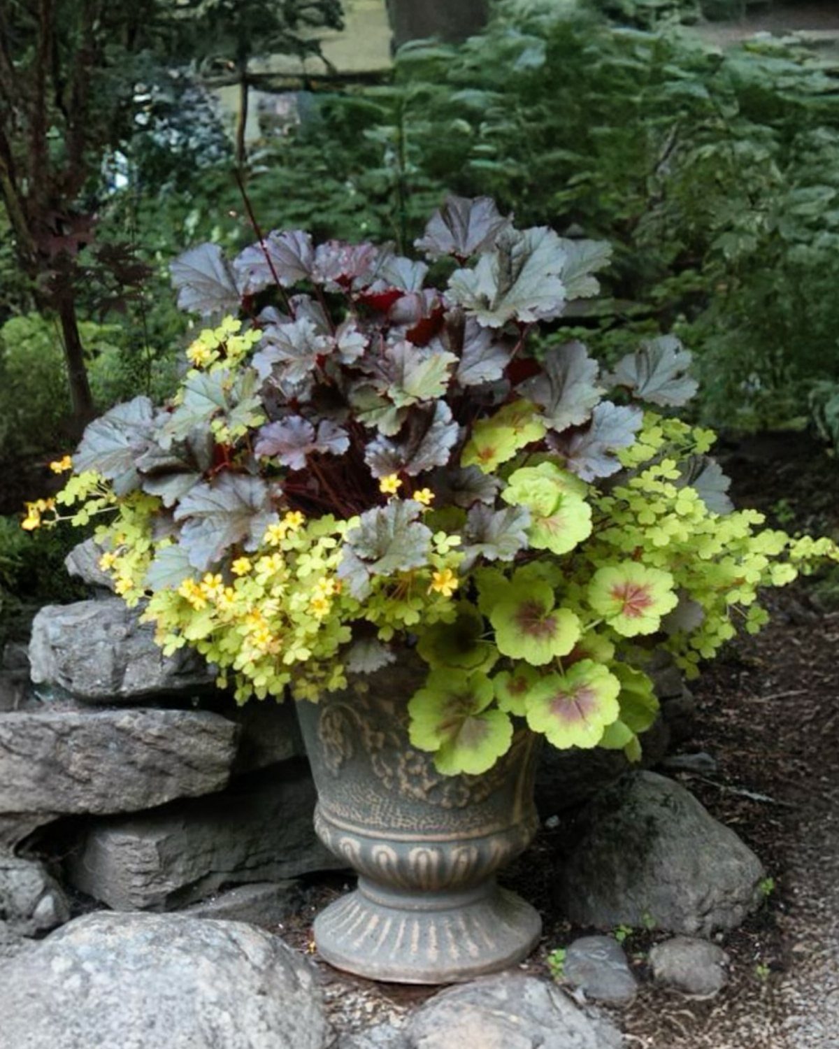 11 Large Potted Plants Outdoor Patios and Entryways Love 2 Heuchera plants with purple and lime green leaves growing in a large stone urn.