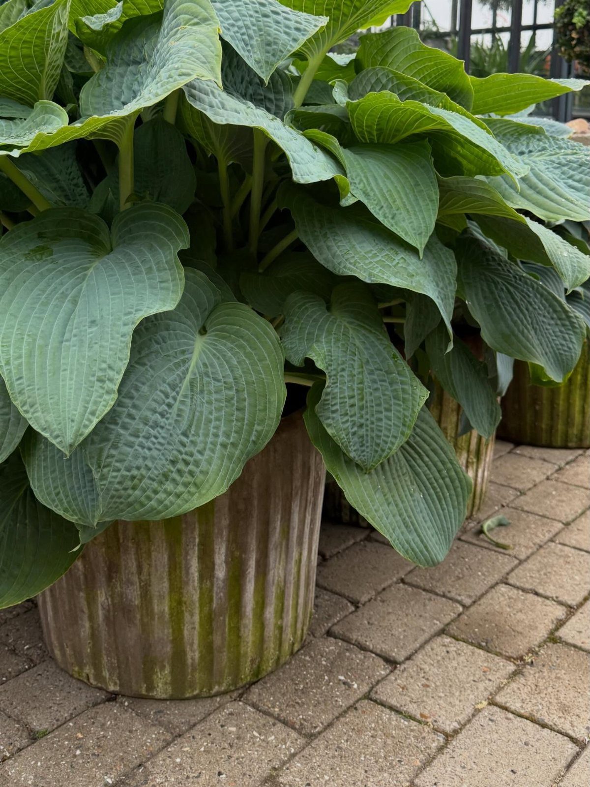 11 Large Potted Plants Outdoor Patios and Entryways Love 3 Large green hosta plants growing in ribbed pots on a brick patio.