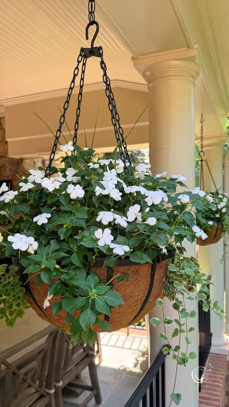 11 Large Potted Plants Outdoor Patios and Entryways Love 4 White impatiens flowers blooming in a hanging basket suspended from a porch ceiling.