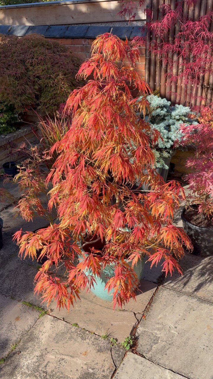 11 Large Potted Plants Outdoor Patios and Entryways Love 5 A Japanese maple tree with bright orange leaves in a blue pot on a stone patio.