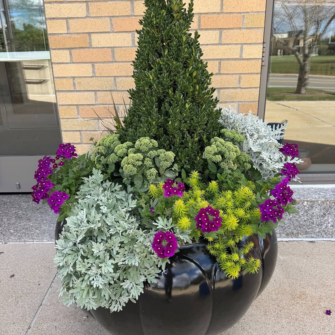 11 Large Potted Plants Outdoor Patios and Entryways Love 10 A large black planter filled with various green, silver, and purple ornamental plants outdoors.