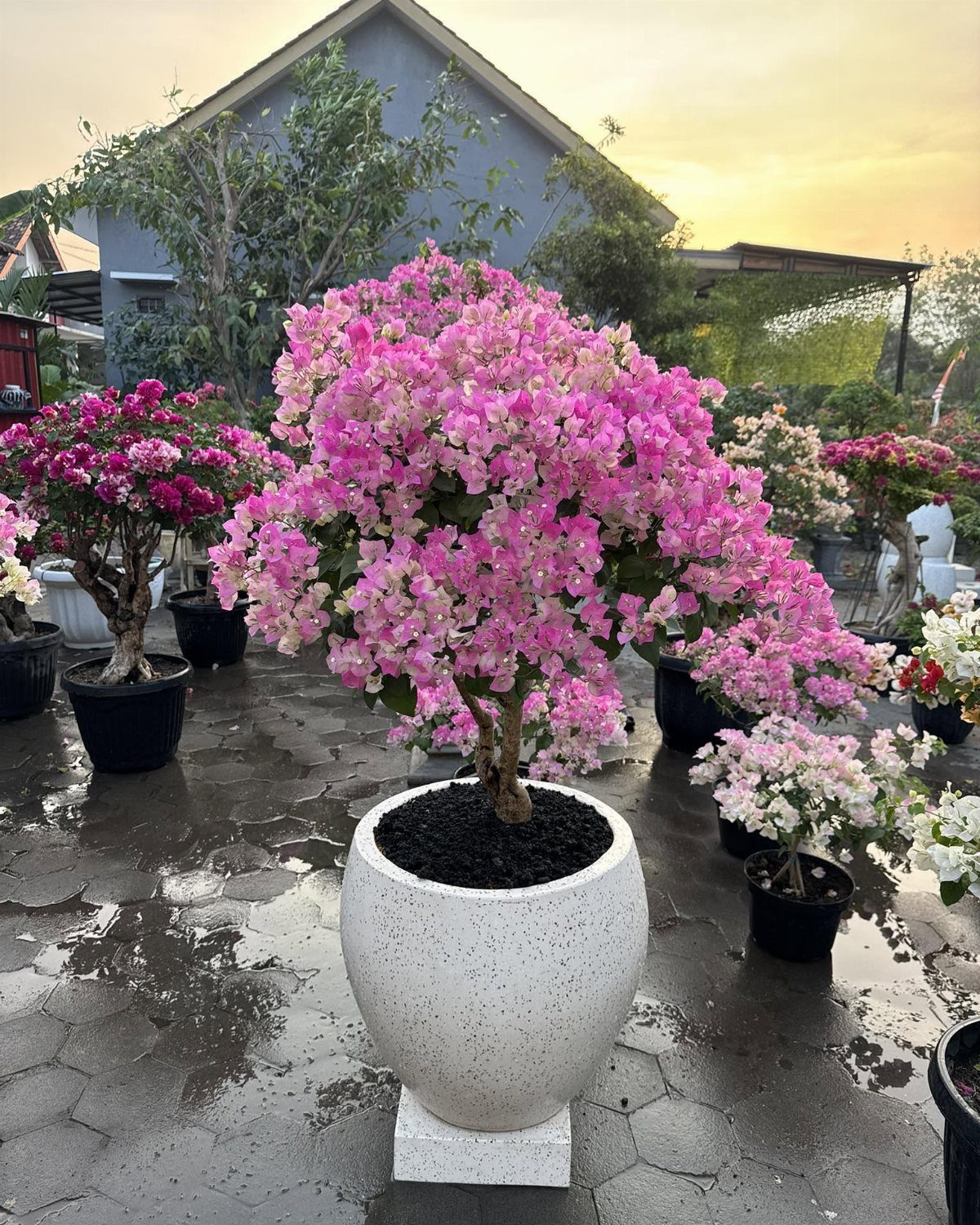 11 Large Potted Plants Outdoor Patios and Entryways Love 6 Pink bougainvillea flowers blooming in a large white speckled pot on a wet stone patio.