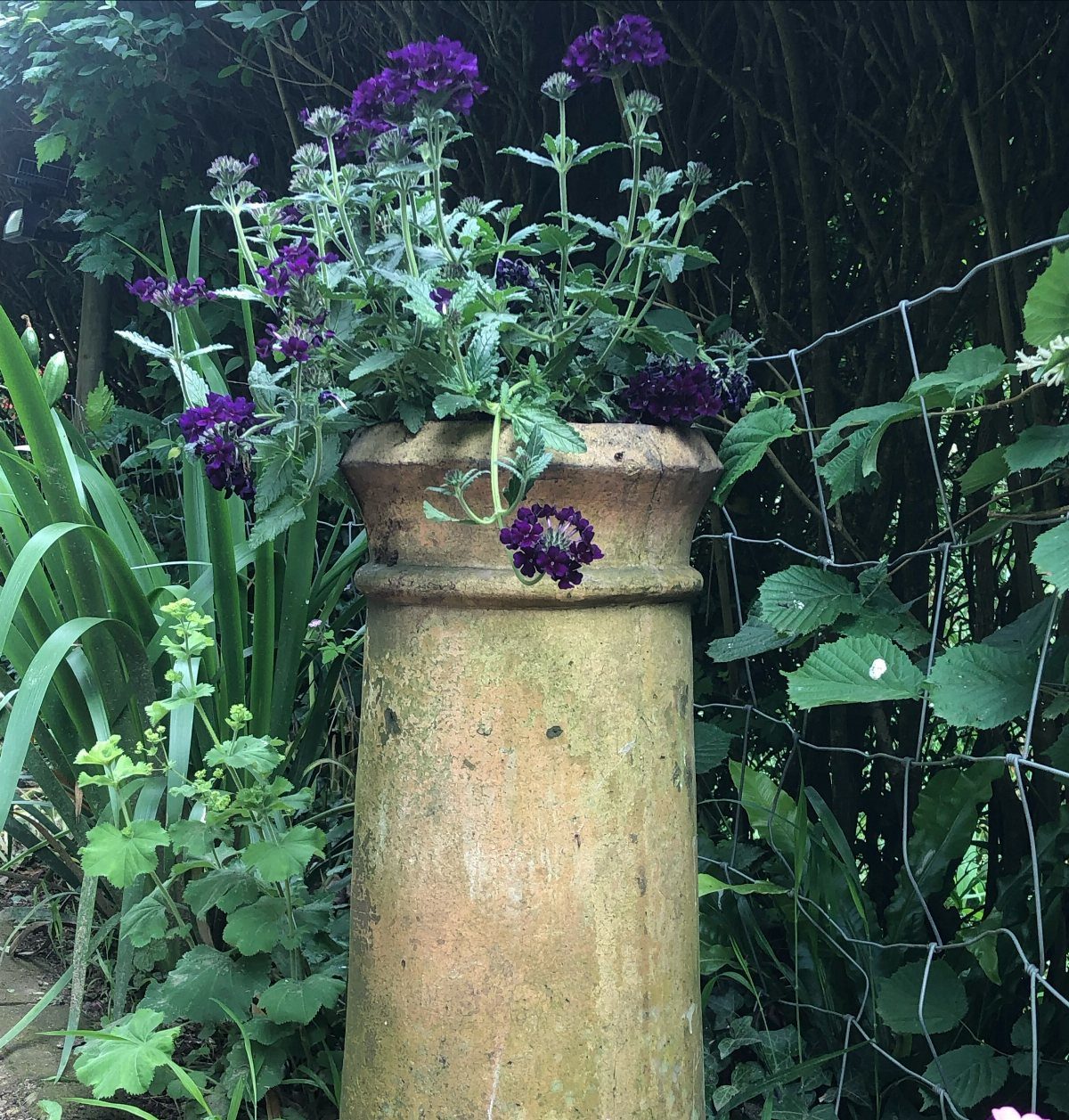 11 Large Potted Plants Outdoor Patios and Entryways Love 11 Purple flowers blooming in a tall terracotta pedestal planter amidst dense green garden foliage.