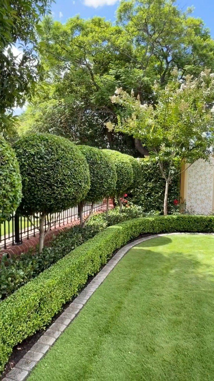 16 Lawn Border Ideas from Steel to Glass Bottle Edges 5 A manicured green lawn bordered by a low, neatly trimmed green hedge and spherical shrubs.