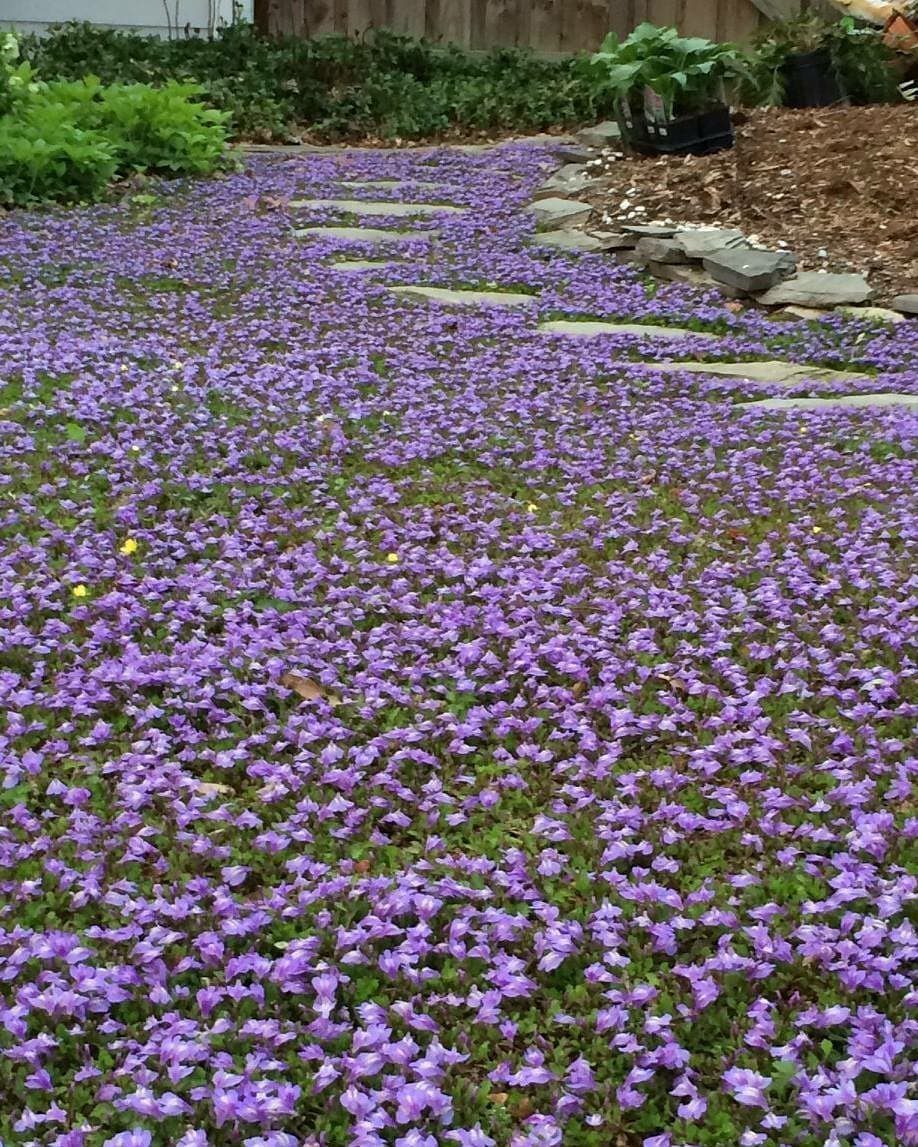 Purple flowering groundcover plants spread across a yard with a stone stepping path.