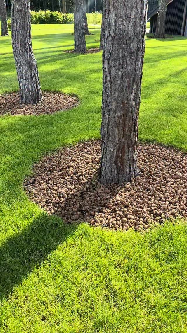 Wood mulch circles surrounding the bases of trees in a lush green lawn.