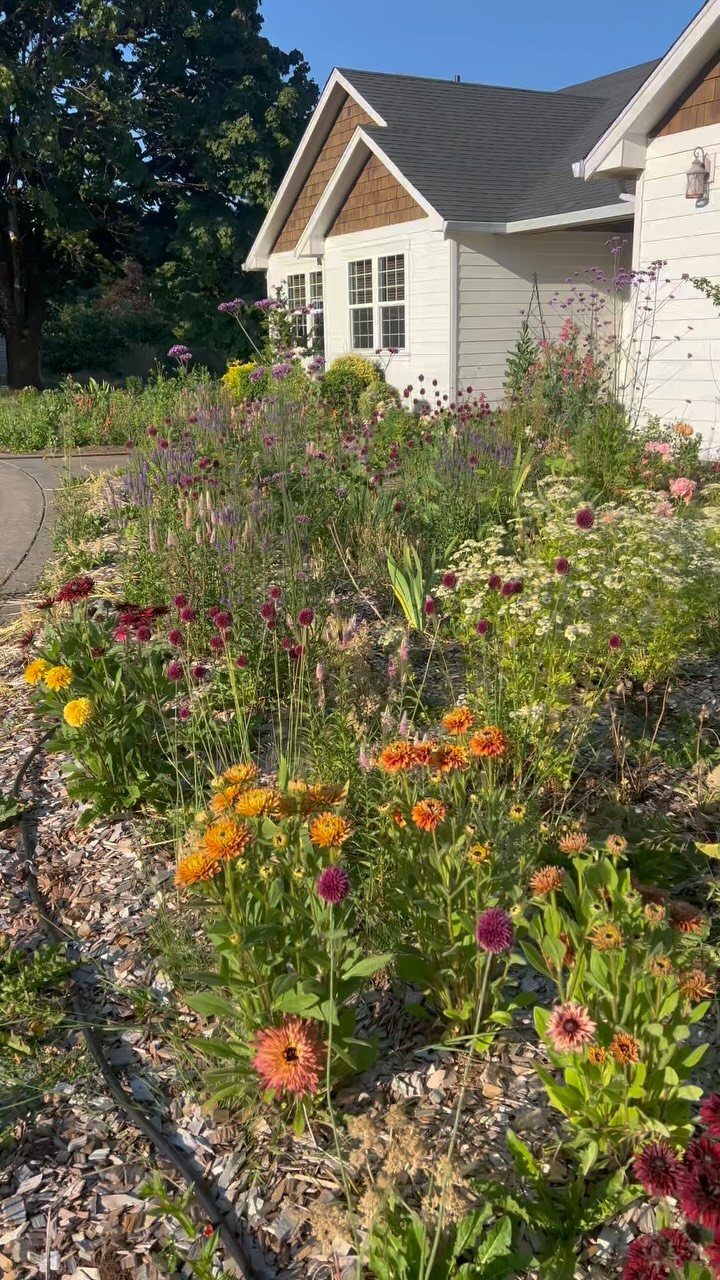 Colorful wildflowers like zinnias growing in a garden bed in front of a white house.